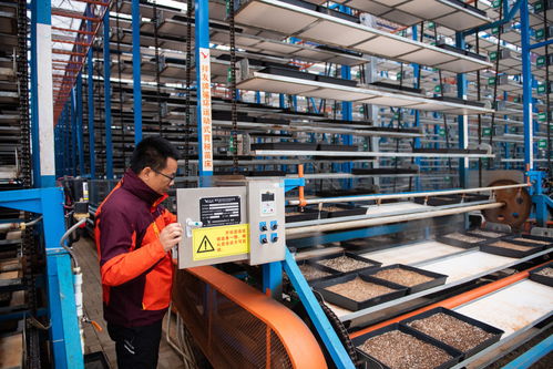 科技赋能生态农业 苗床调试背后的创新实践